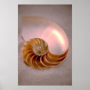 Search for nautilus shell posters Mollusk