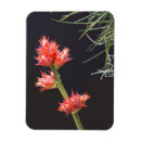 Search for stem magnets Flowers