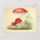 Search for vintage mushrooms postcards Illustration