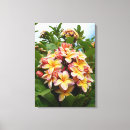 Search for plumeria canvas prints Frangipani
