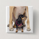Search for vertical badges Animal