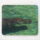 Search for swim mouse mats Wildlife