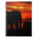 Search for elephant notebooks Sunset