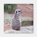 Search for mongoose magnets Animal