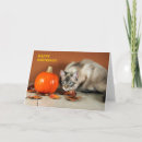 Search for stalking cards Pumpkin