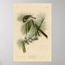 Search for titmouse posters Vintage