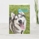 Search for husky dogs postcards Happy