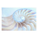 Search for nautilus seashell posters Ocean