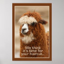Search for alpaca posters Photography
