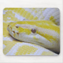 Search for burmese electronics Reptile
