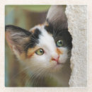 Search for calico cat coasters Kitten