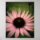Search for echinacea posters Nature