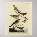 Search for thrushes posters Varied thrush