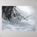 Search for snow bunny art Rabbit