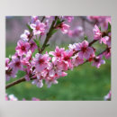 Search for fruit tree posters Plant