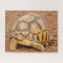 Search for tortoise puzzles Pet
