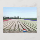 Search for flower bulbs postcards Flowers