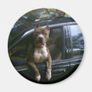 Search for dog car magnets Humour