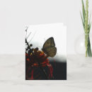 Search for solitude cards Photograph