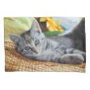 Search for kitten pillowcases Tabby cat