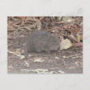 Search for rat postcards Cute
