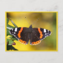 Search for admiral postcards Butterflies
