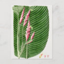 Search for sweet pea flowers postcards Plants