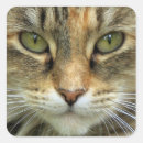 Search for cat eyes stickers Portrait