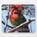 Search for macaw electronics Wildlife