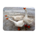 Search for beak magnets White