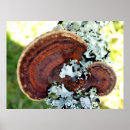 Search for fungus posters Fungi