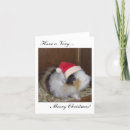 Search for guinea pig christmas cards Fluffy