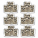 Search for baby raccoons stickers Wildlife