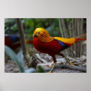 Search for game fowl posters Hunting