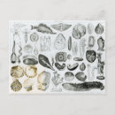 Search for mollusc postcards Seafood