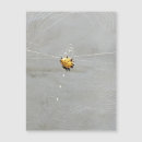 Search for spider magnets Yellow