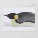 Search for down hill cards invites Outdoors