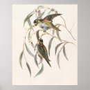 Search for lorikeets posters Wildlife
