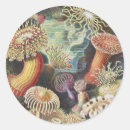 Search for life sciences stickers Sea anemones