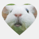 Search for cavy stickers Pig
