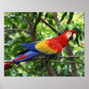 Search for limb posters Wildlife