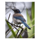 Search for birdwatcher posters Photography