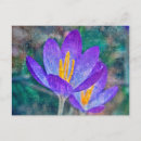Search for spring crocus horizontal postcards Yellow