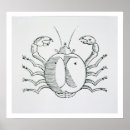 Search for cancer crab art Italian