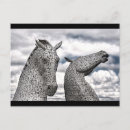 Search for kelpy postcards Horses