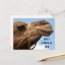 Search for camel quotes Animals