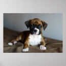 Search for boxer dog art Domestic animals