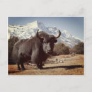 Search for yak postcards Colour