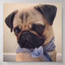 Search for mops posters Pet