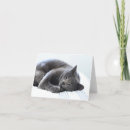 Search for russian blue cat postcards Kitty